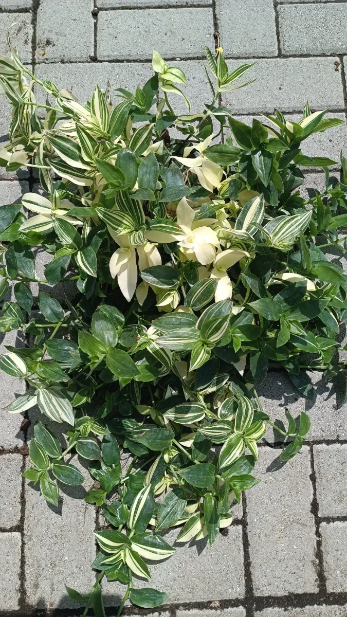 Trandescantiea uriașă - 0