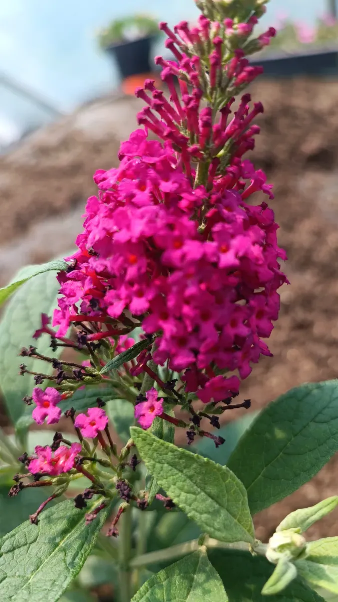 Liliac Pitic roșu - 1