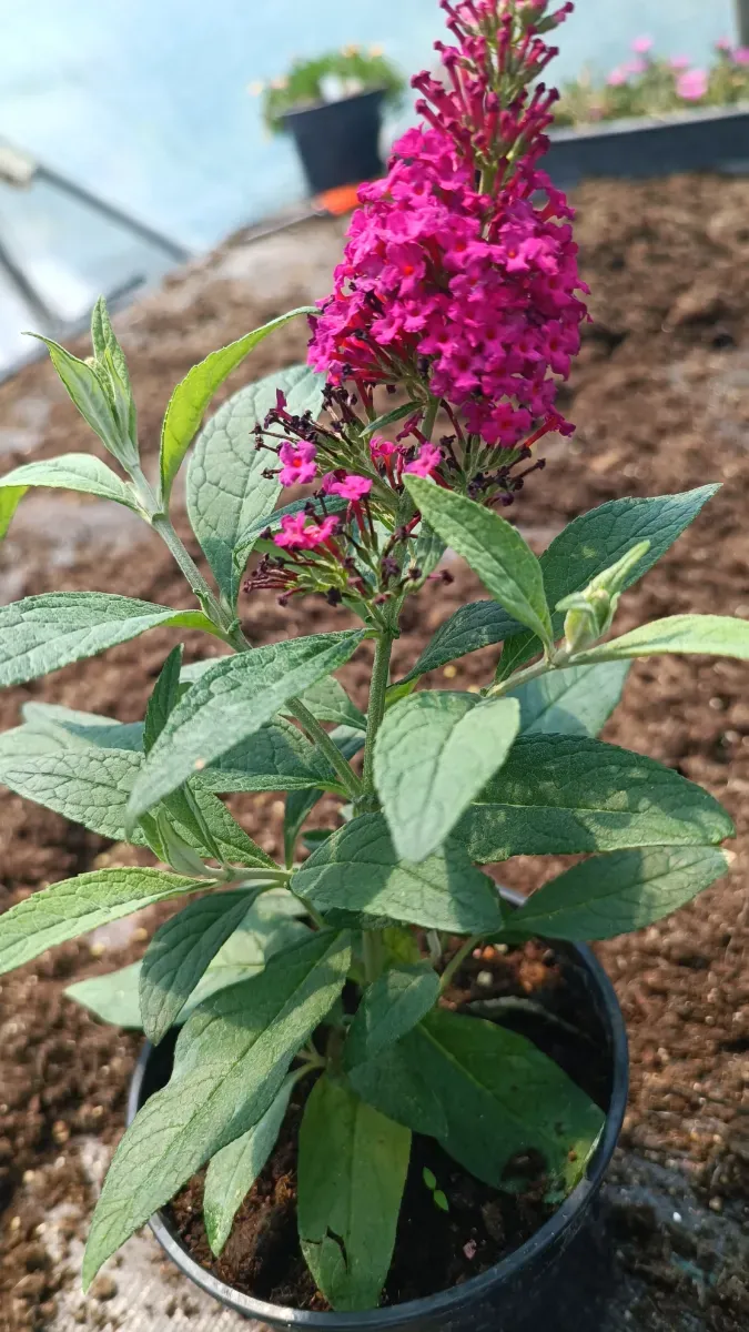 Liliac Pitic roșu - 0