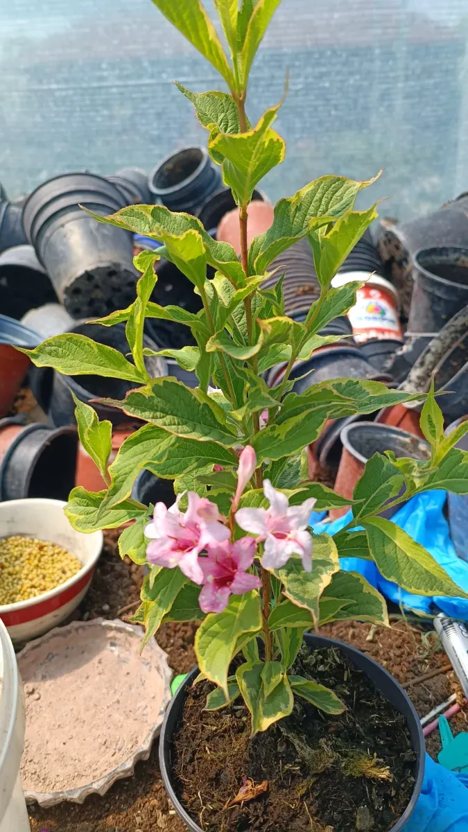 Weighelia cu Frunze variegată - 0