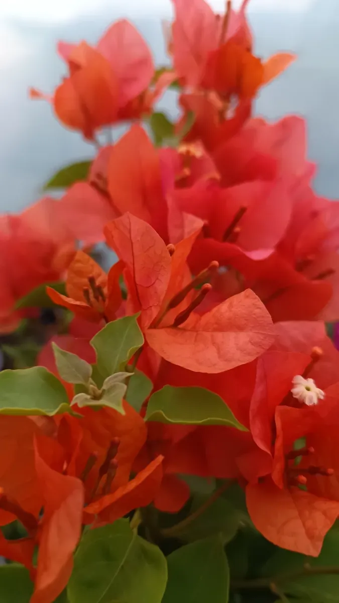 Baugavilliea portocaliu - 1