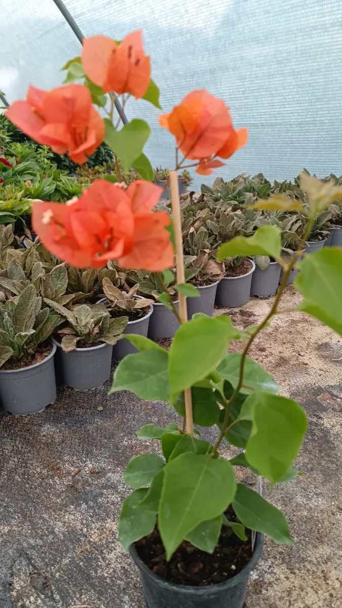 Baugavilliea portocaliu - 0