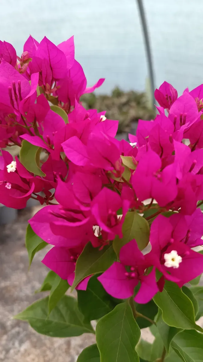 Baugavilliea fuchsia - 1
