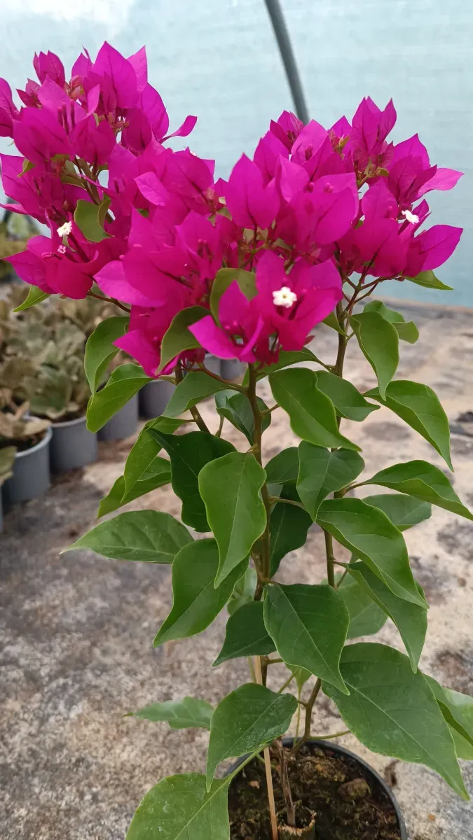 Baugavilliea fuchsia - 0