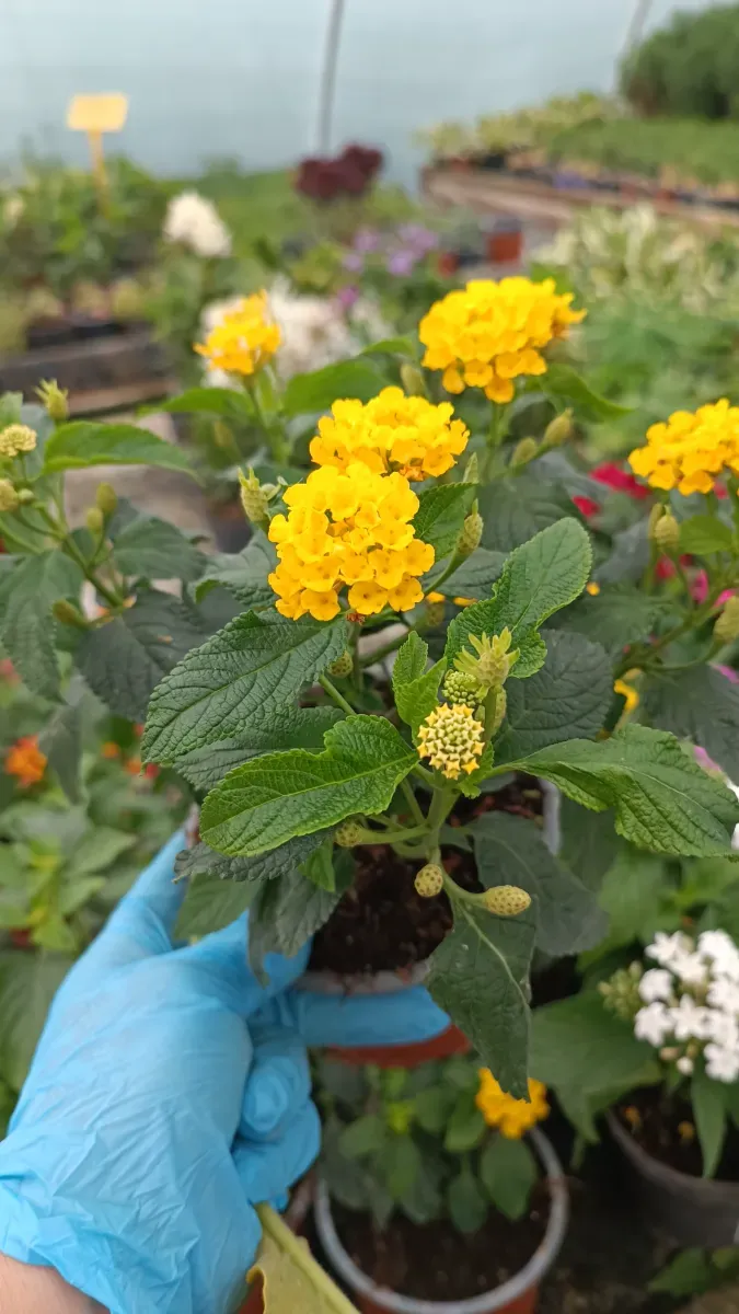 Lantana - 0