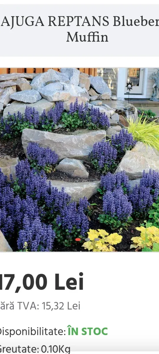Ajuga cu frunze grena de umbră - 0