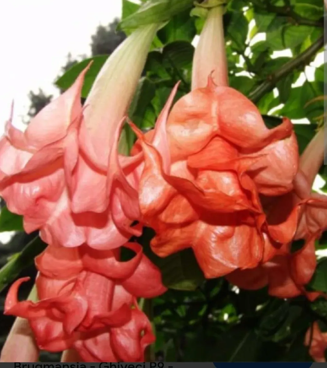 Brugmansia 3 Culori diferite 140 cu transport Cu tot - 1