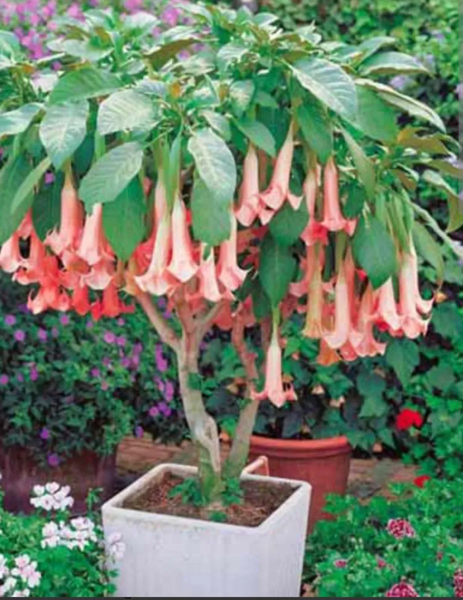 Brugmansia 3 Culori diferite 140 cu transport Cu tot - 0